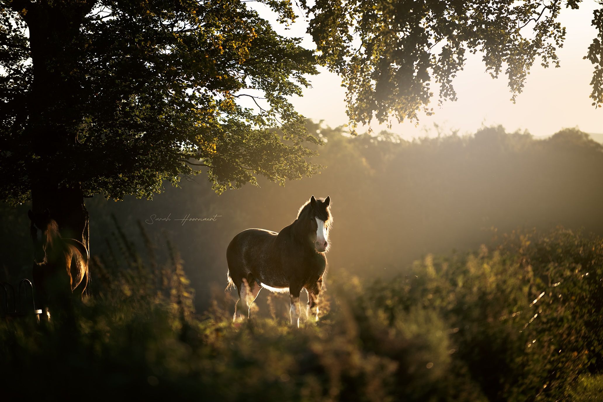 The First Spark — photo 1