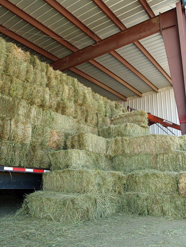 Bermuda Hay — photo 2