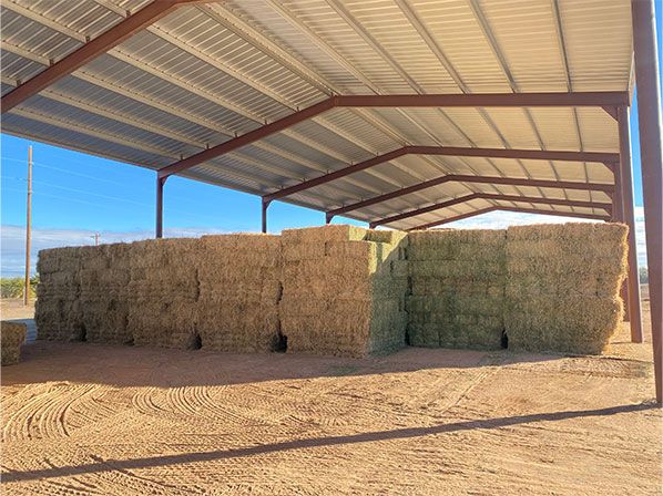 Bermuda Hay — photo 3