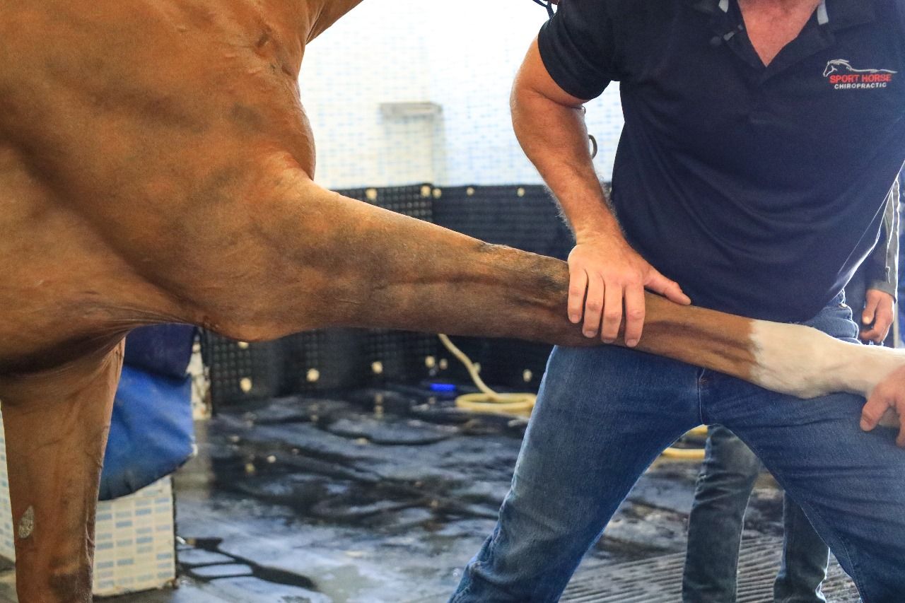 Chiropractor therapy (1 Hour) — photo 1