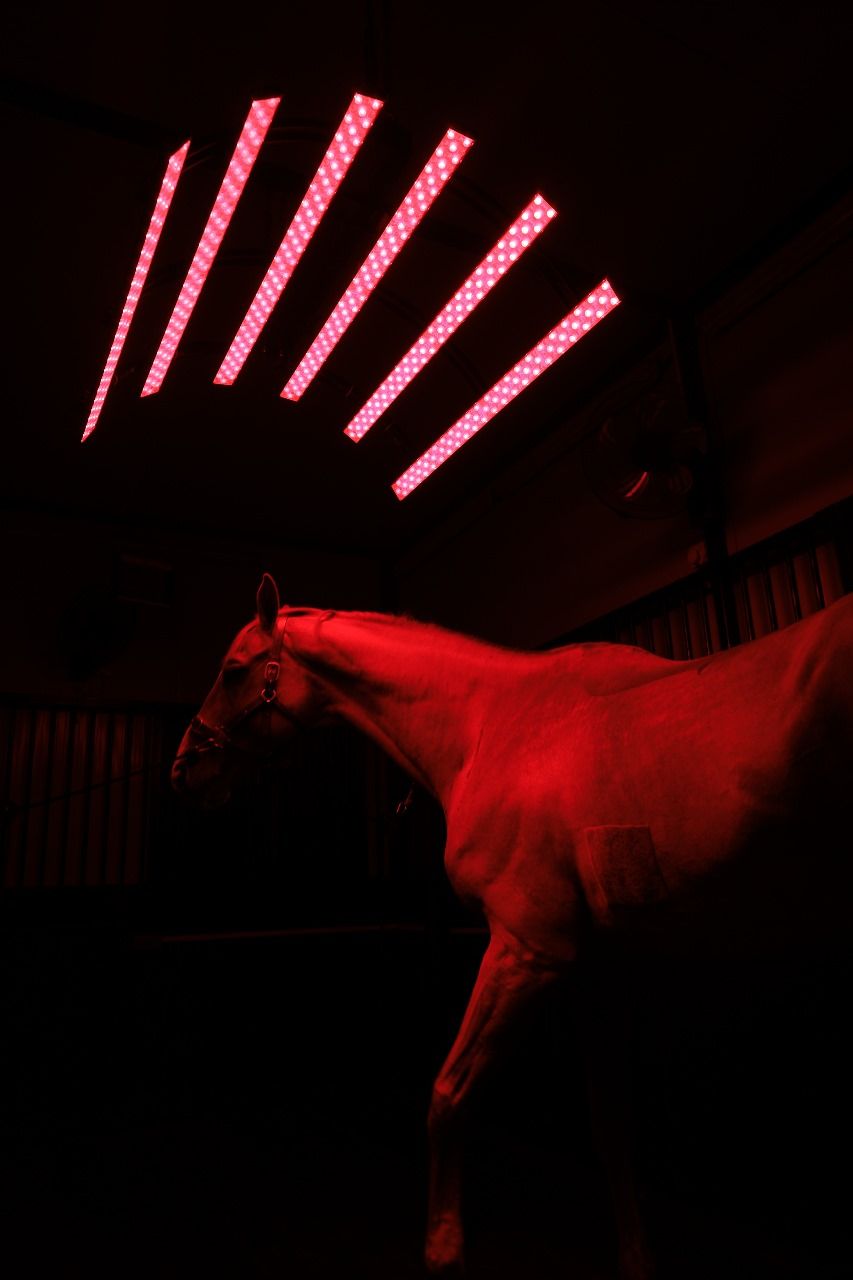 Red light solarium (20 Mins) — photo 1