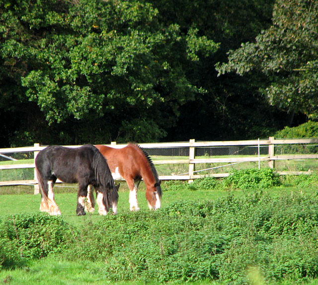 20 ha of Equestrian Land with Renovation Project, Perche — photo 4
