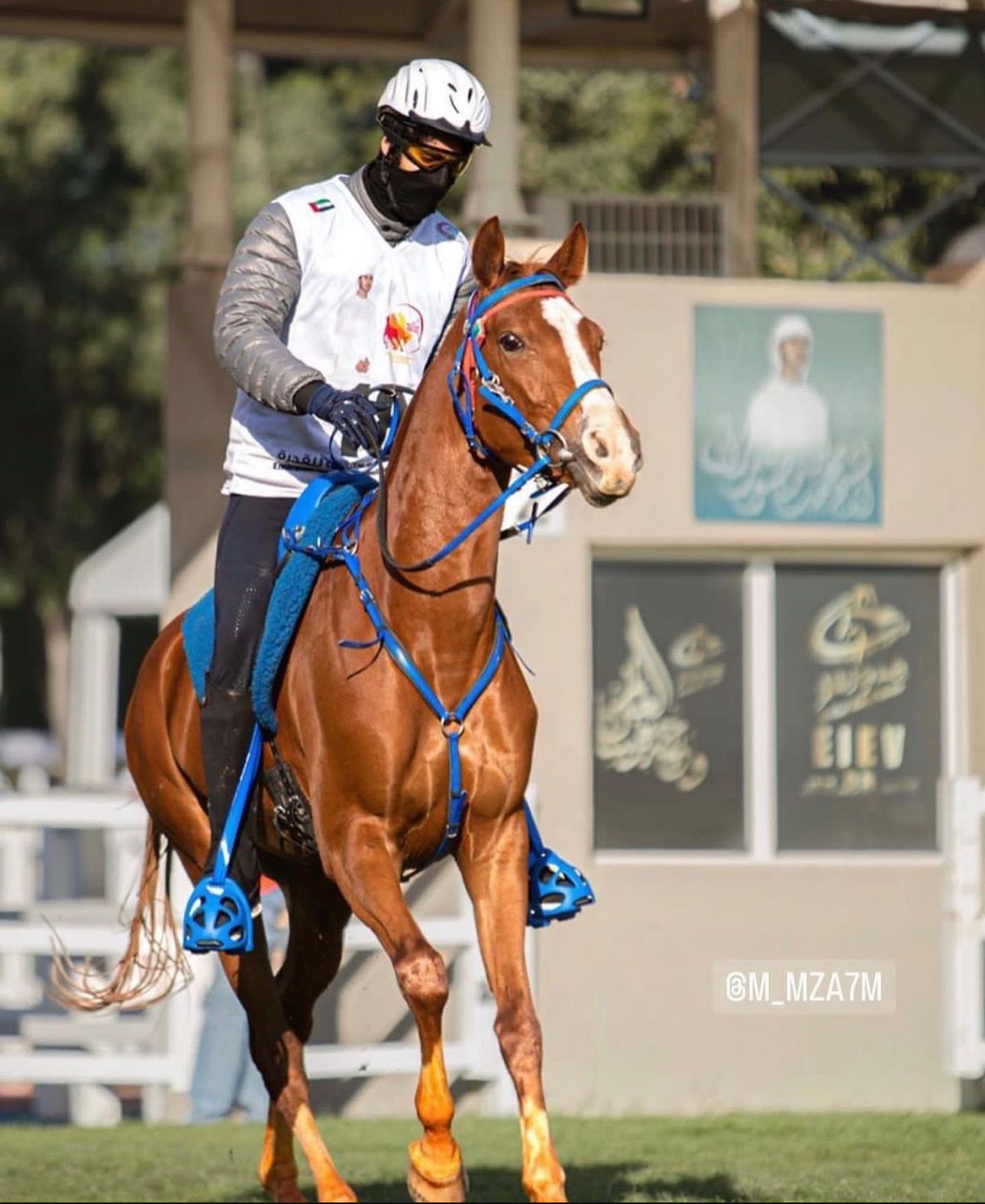 Endurance Сlasses in Al Ain — photo 1