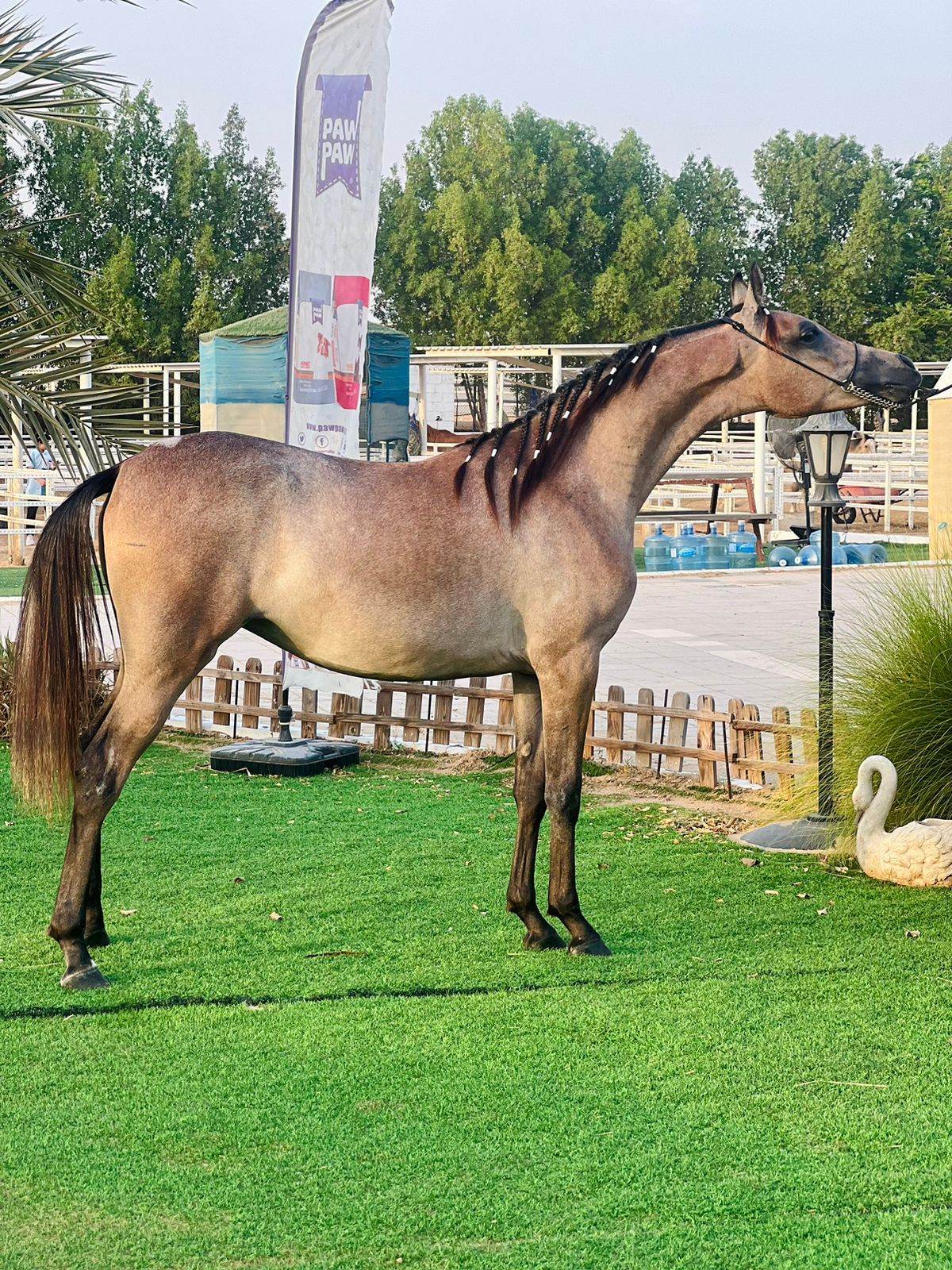 SHEIKHA BISHO — photo 1