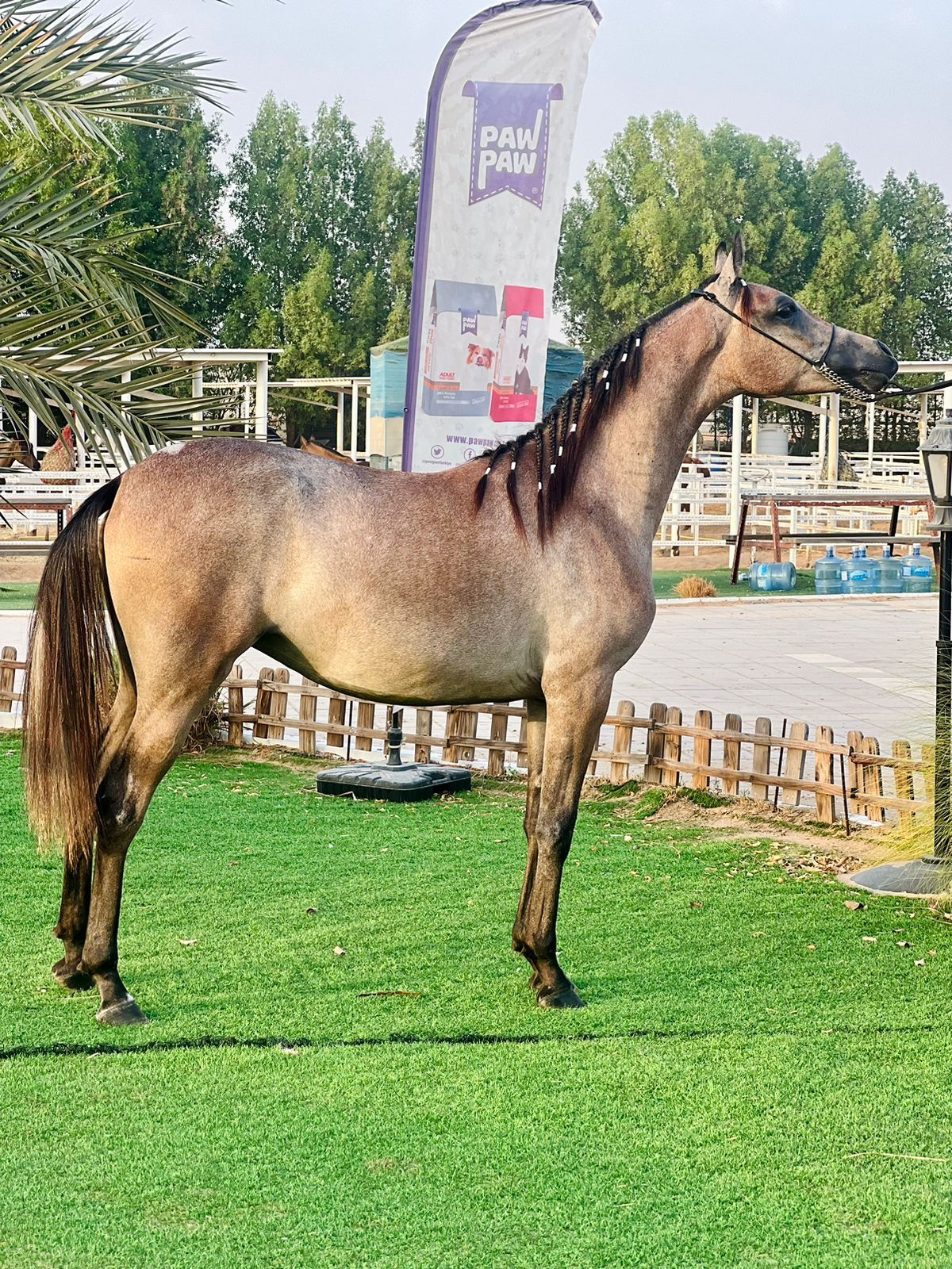 SHEIKHA BISHO — photo 2